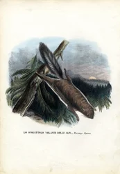 Scoiattolo volante, 1863-79